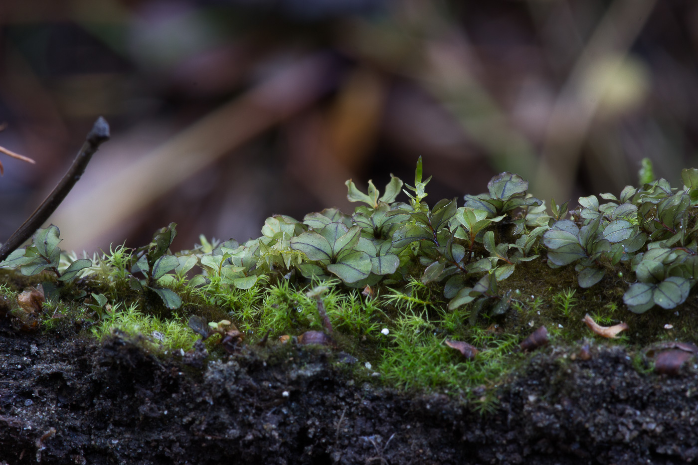 Image of genus Rhizomnium specimen.