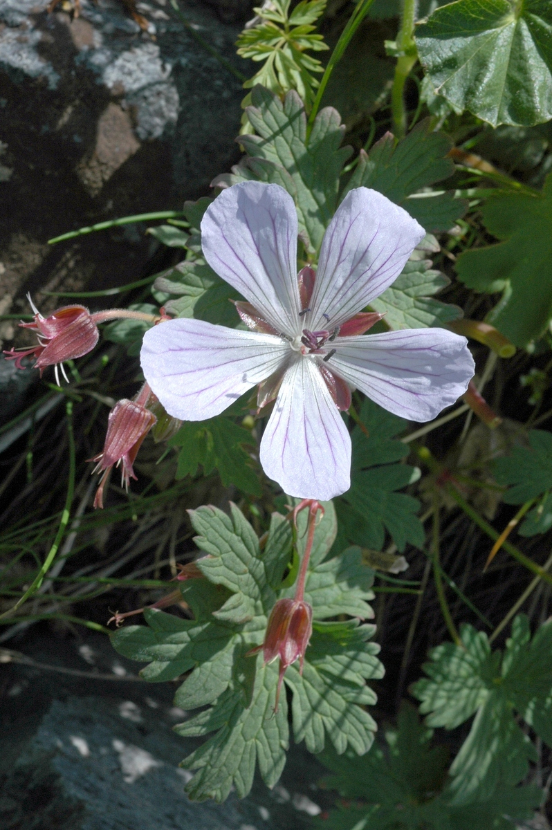 Image of genus Geranium specimen.