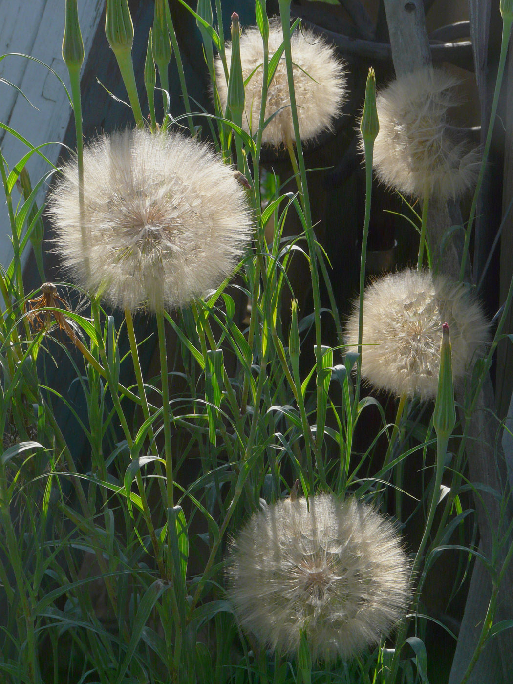 Изображение особи Tragopogon dubius ssp. major.