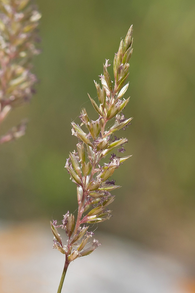 Image of genus Koeleria specimen.