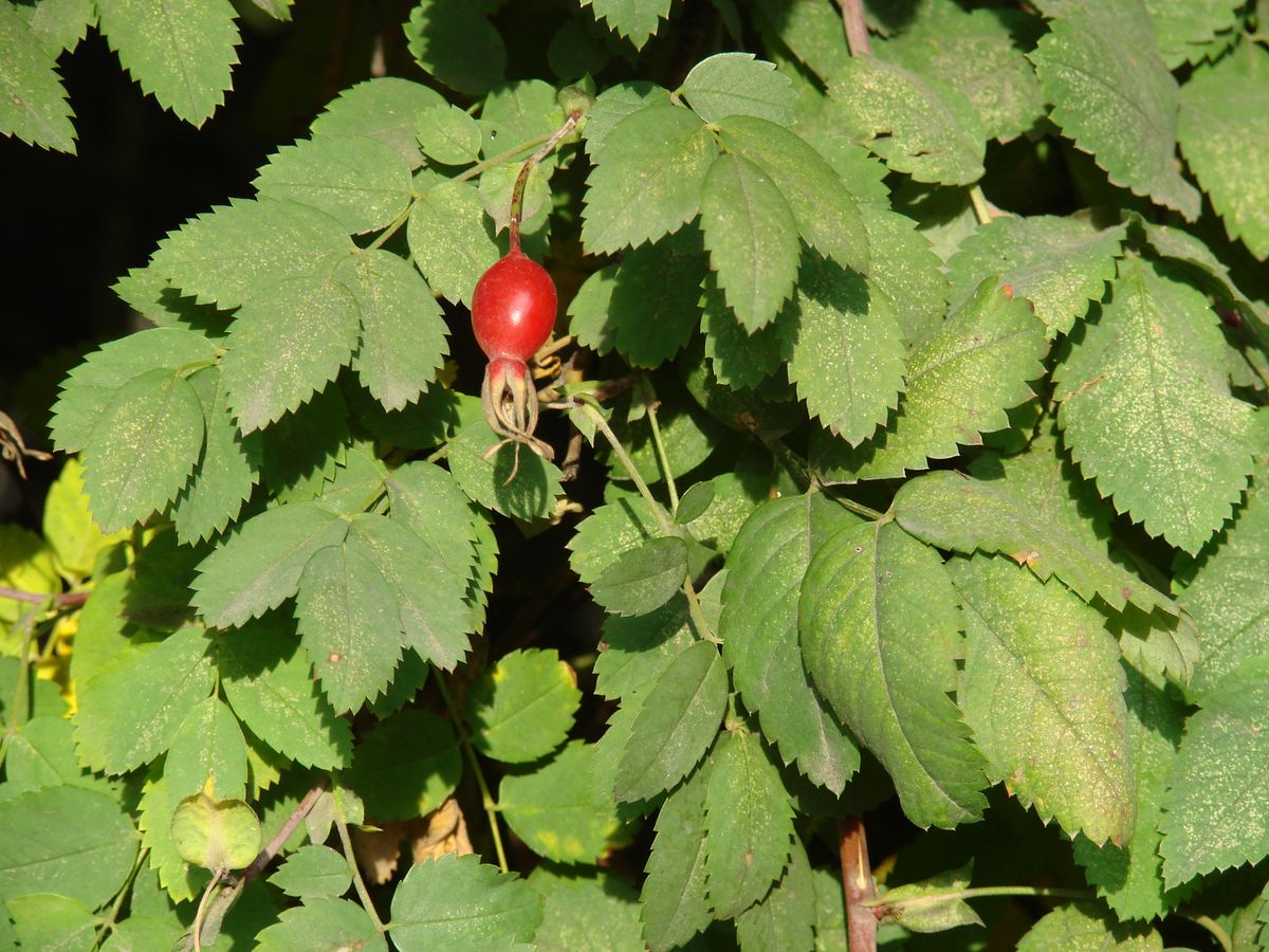 Image of genus Rosa specimen.