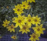 Bidens aurea