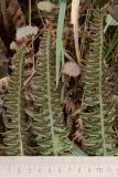 Polystichum lonchitis. Верхушки спороносящих вай (вид на абаксиальную поверхность). Мурманская обл., окр. г. Мурманск, дно ущелья, мелкозёмистая осыпь, травяной березняк. 20.09.2021.