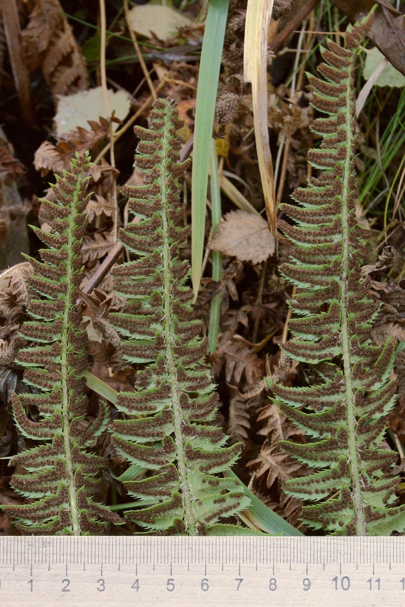 Изображение особи Polystichum lonchitis.