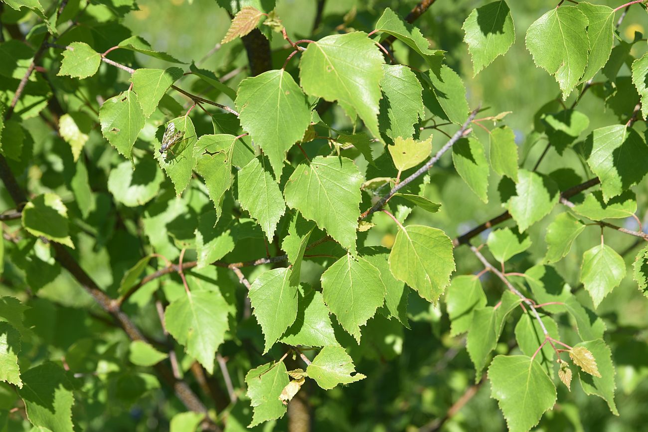 Image of Betula pendula specimen.