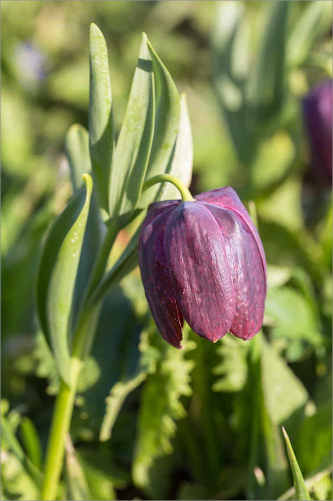 Image of Fritillaria latifolia specimen.