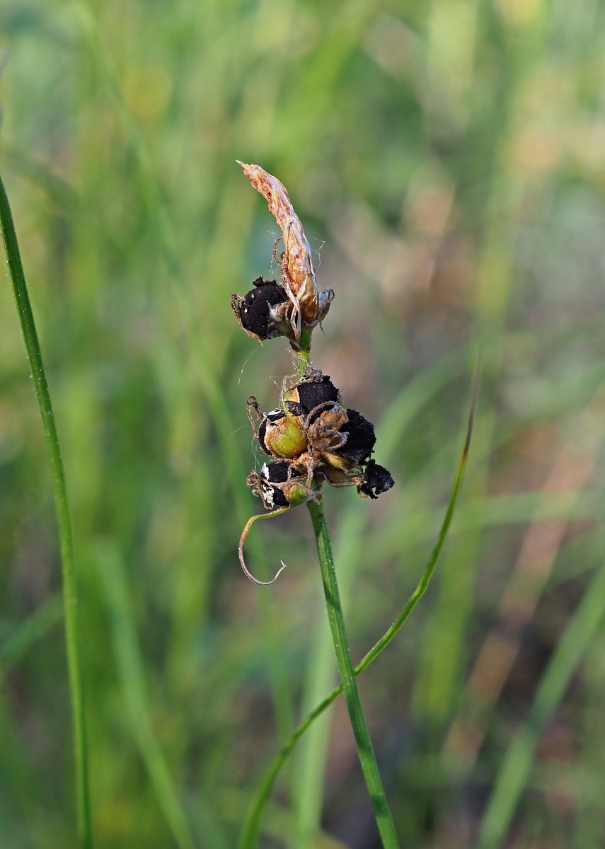 Image of Carex supina specimen.