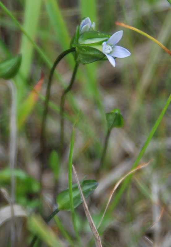 Image of Comastoma tenellum specimen.