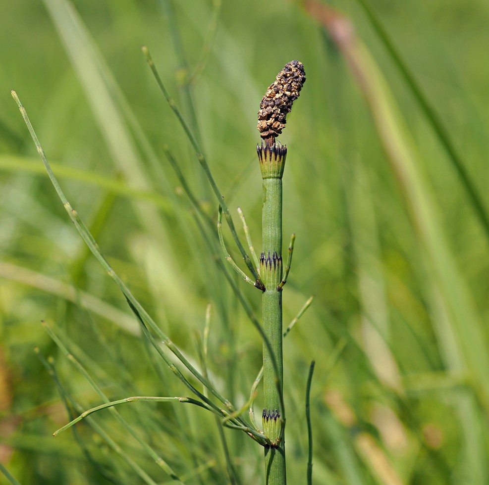 Image of Equisetum fluviatile specimen.