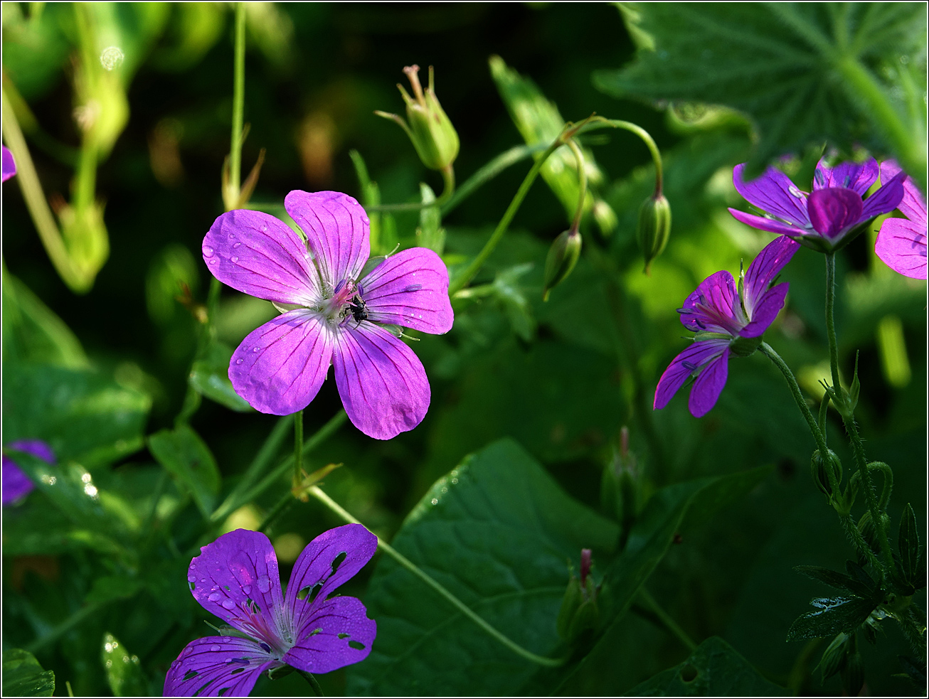 Изображение особи Geranium palustre.