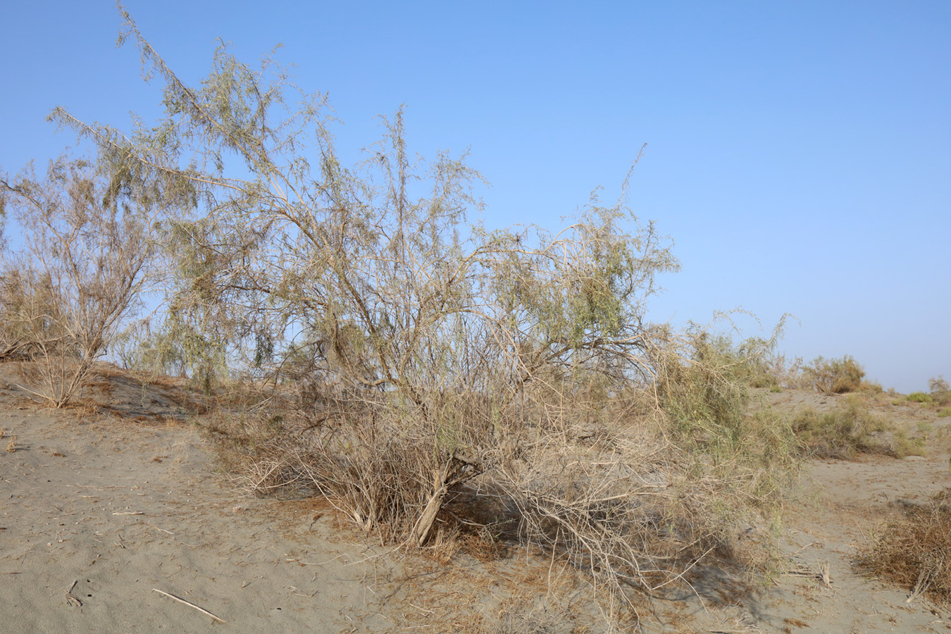 Image of Salsola richteri specimen.