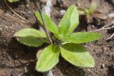 Veronica grandiflora. Розетка листьев. Камчатский край, Елизовский р-н, природный парк \"Вулканы Камчатки\", южный участок, кластер \"Налычевский\", подножие вулкана Дзензур, берег р. Шайбная, осыпь. 23.08.2022.