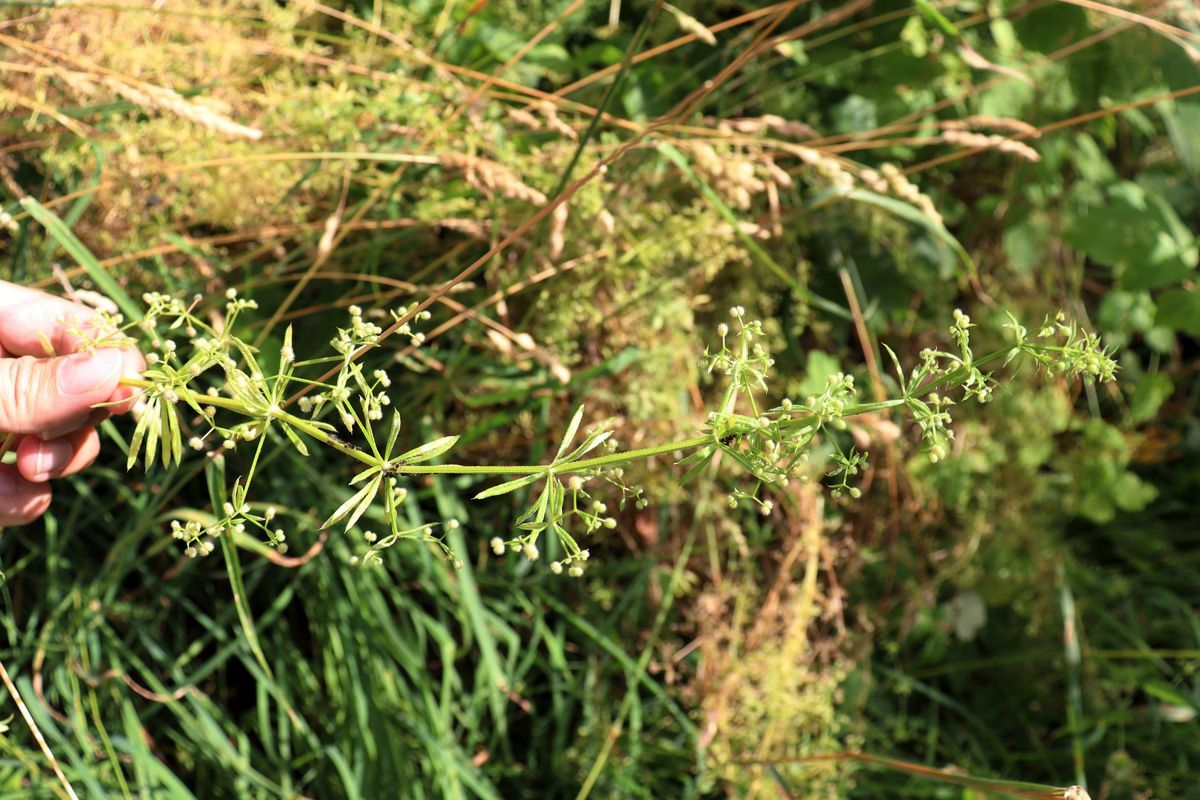 Image of Galium aparine specimen.