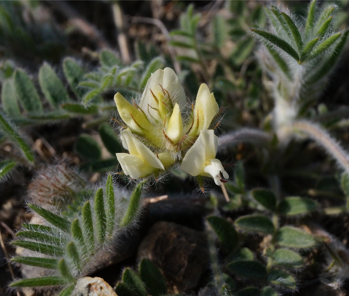 Изображение особи Oxytropis pilosa.