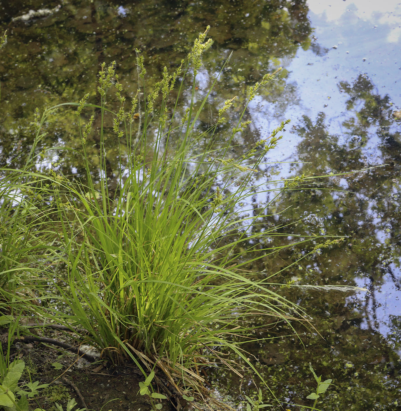 Image of Carex elongata specimen.