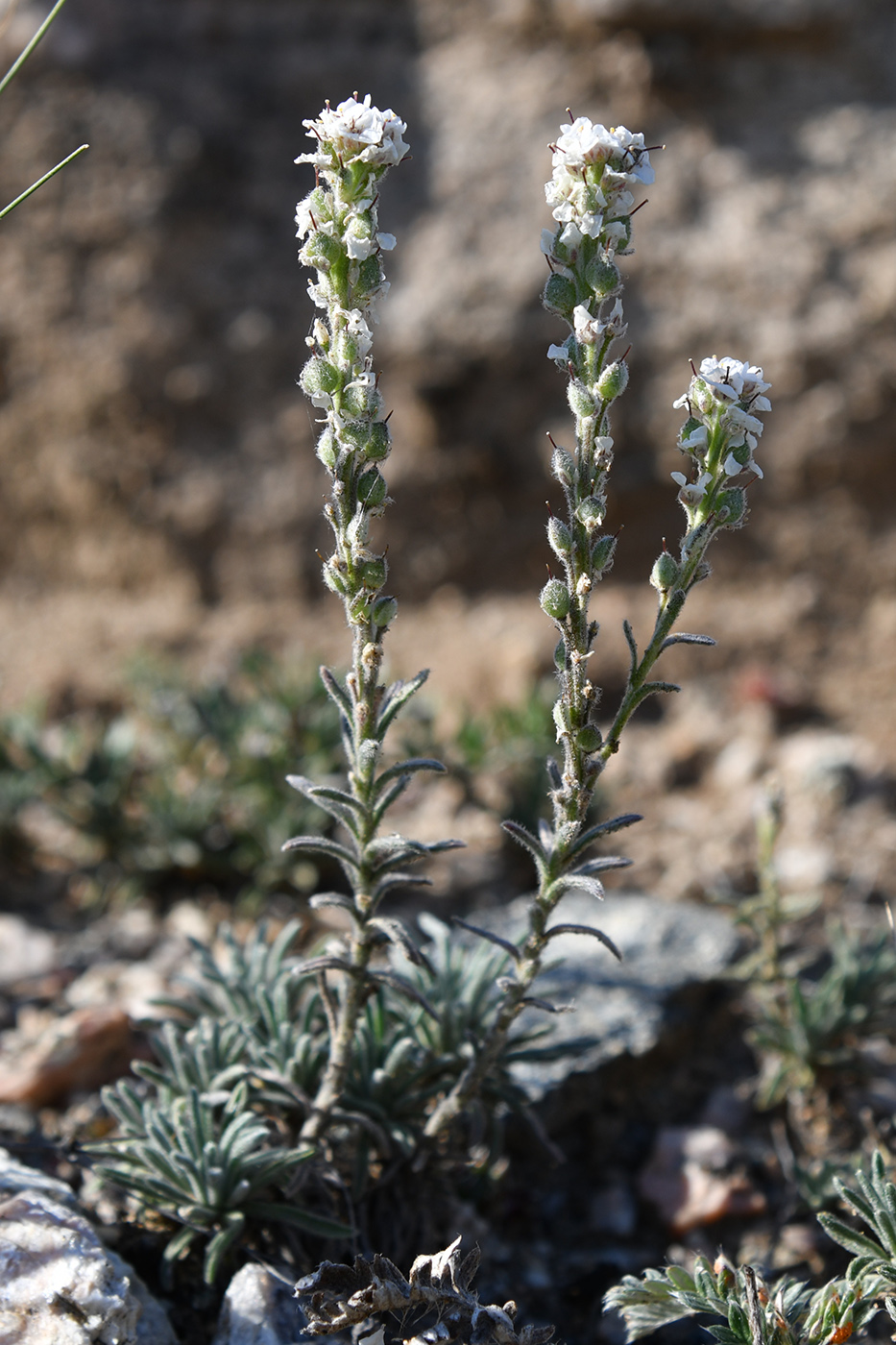 Изображение особи Ptilotrichum tenuifolium.