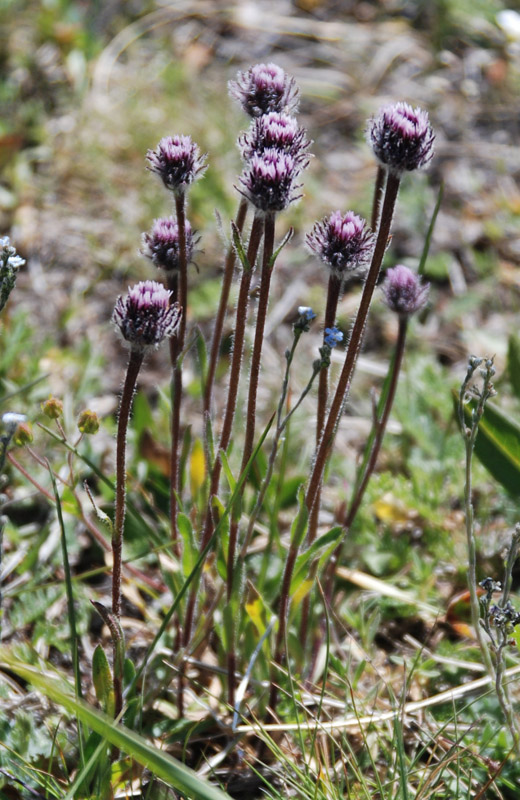 Image of Erigeron eriocalyx specimen.