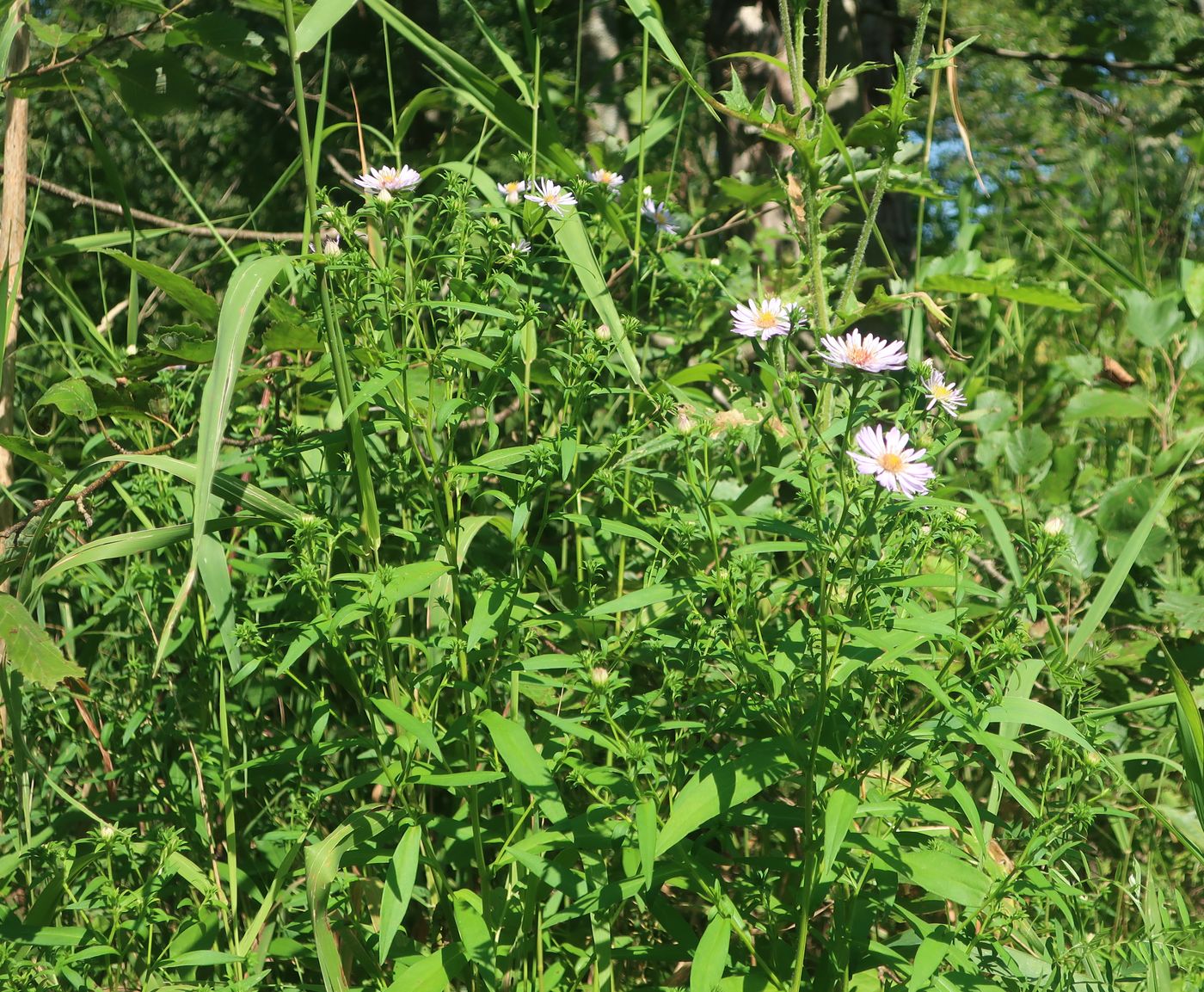 Image of Symphyotrichum novi-belgii specimen.