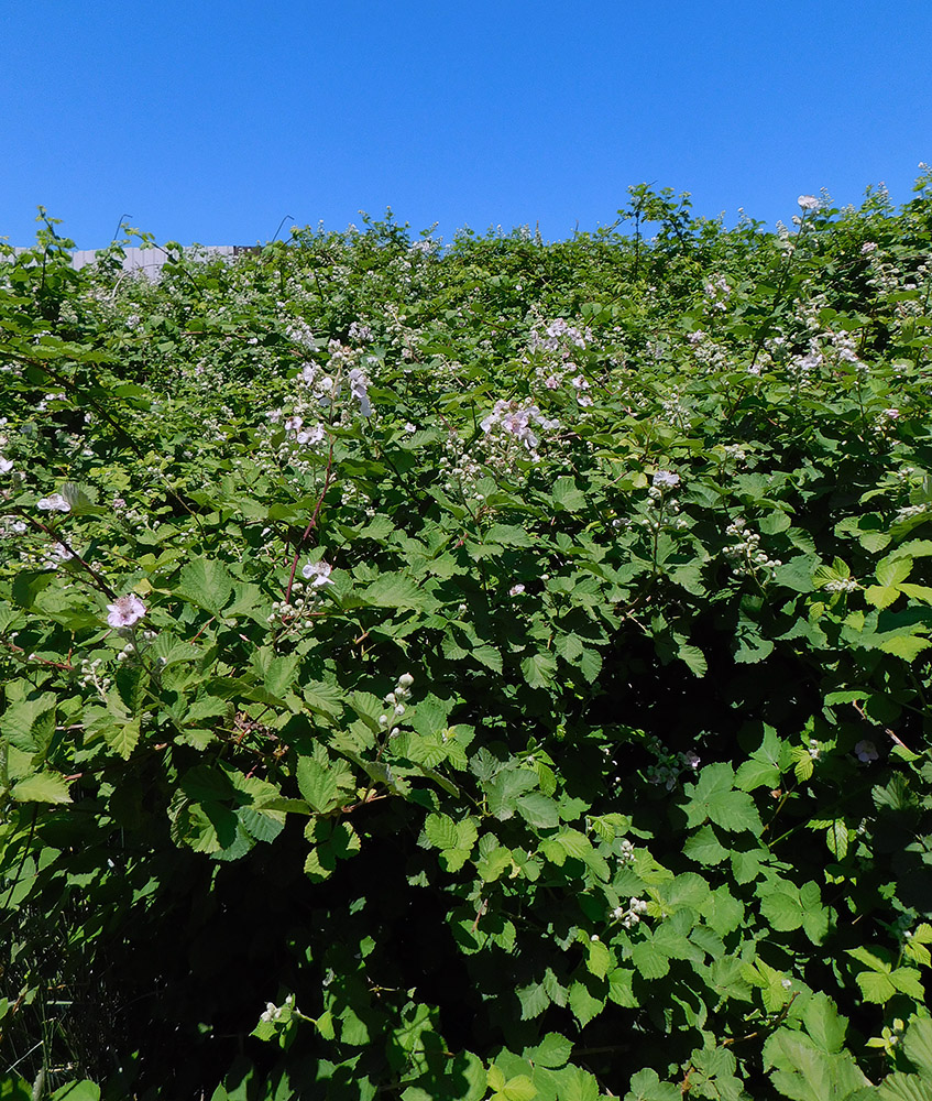 Изображение особи Rubus sanctus.