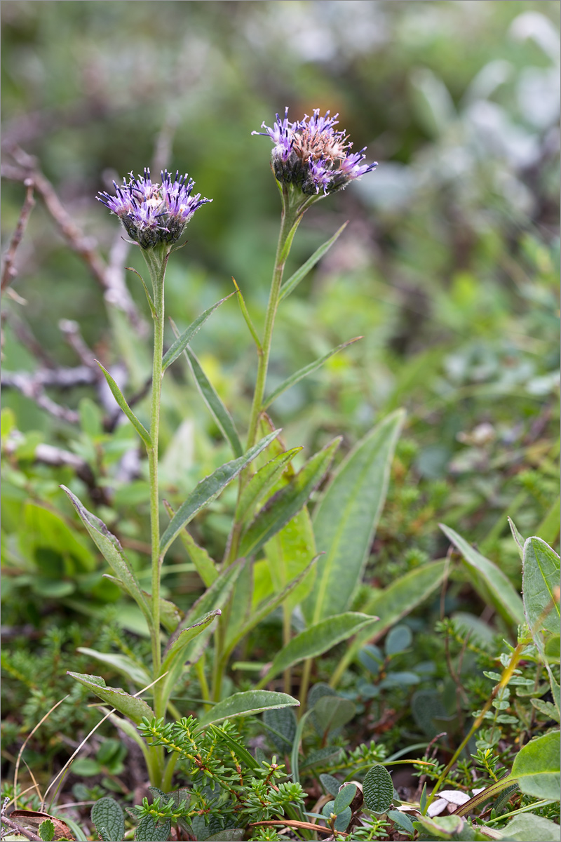 Изображение особи Saussurea alpina.