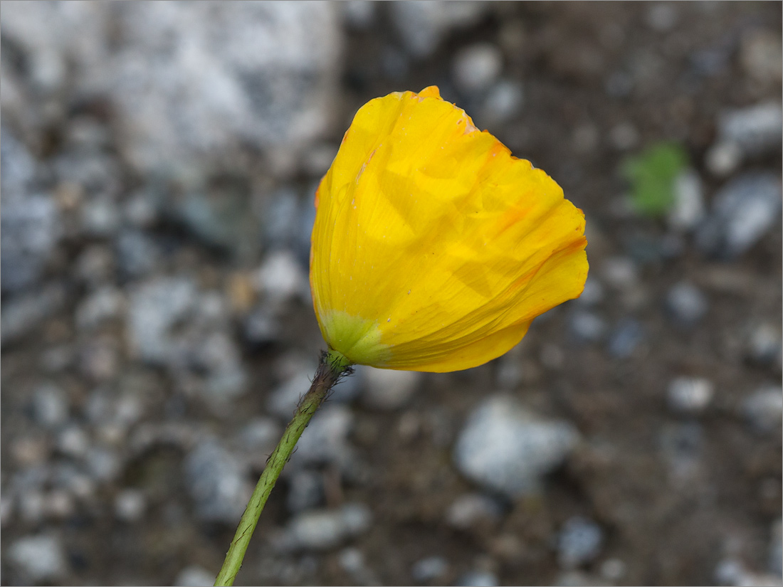 Image of Papaver dahlianum specimen.