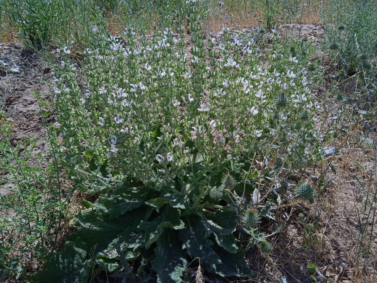 Изображение особи Salvia aethiopis.