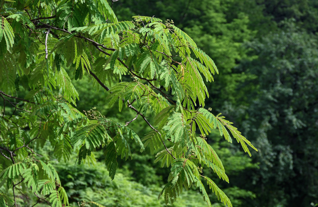 Image of Albizia julibrissin specimen.