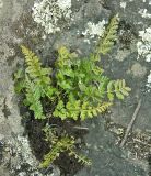 Смотреть изображение Asplenium altajense