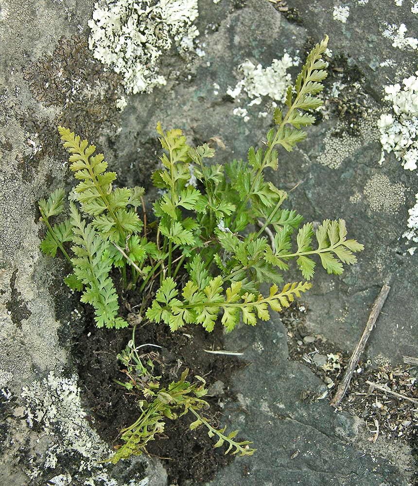 Image of Asplenium altajense specimen.