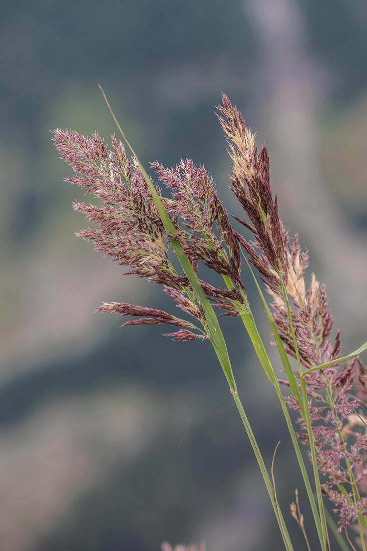 Image of Calamagrostis balkharica specimen.