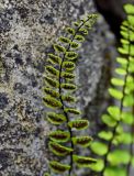 Asplenium trichomanes. Верхушка вайи с сорусами (вид снизу). Грузия, Имеретия, г. Кутаиси, на камне. 14.06.2023.