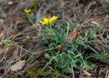 Youngia tenuifolia