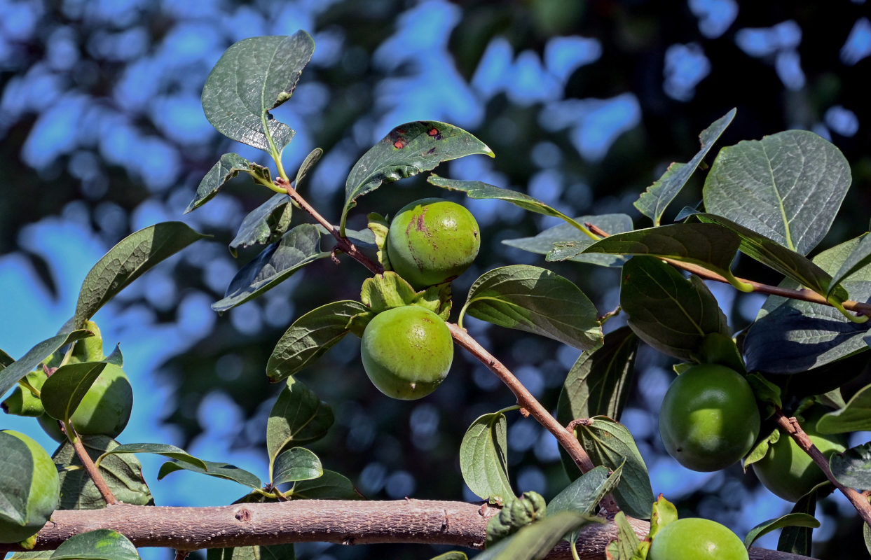 Image of Diospyros kaki specimen.