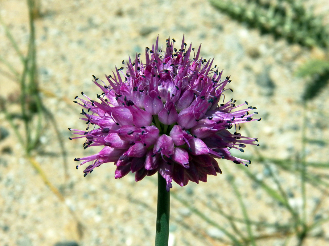 Изображение особи Allium carolinianum.