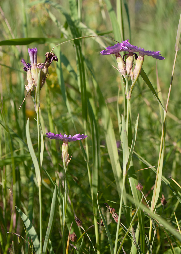 Image of Dianthus versicolor specimen.