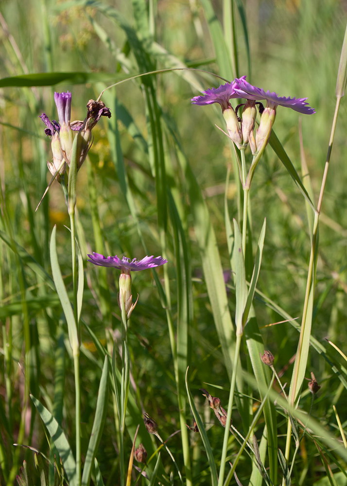 Изображение особи Dianthus versicolor.