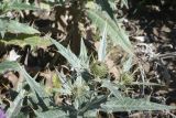 Cirsium argillosum. Верхушка веточки с развивающимися соцветиями. Чечня, Шаройский р-н, долина р. Цесиахк, с. Цеси, среди камней на берегу. 10 августа 2023 г.