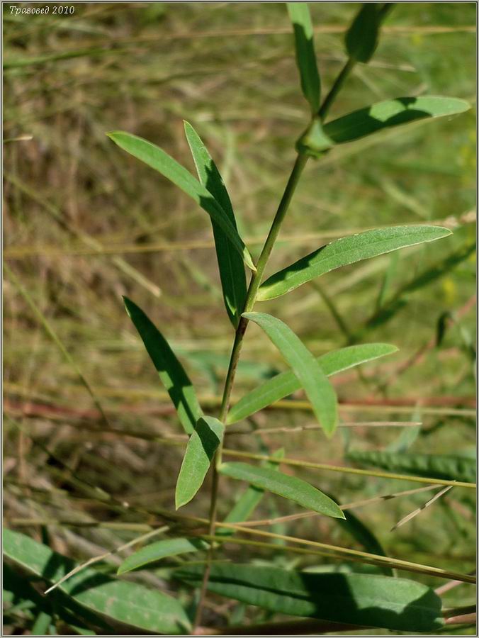 Image of Euphorbia virgata specimen.