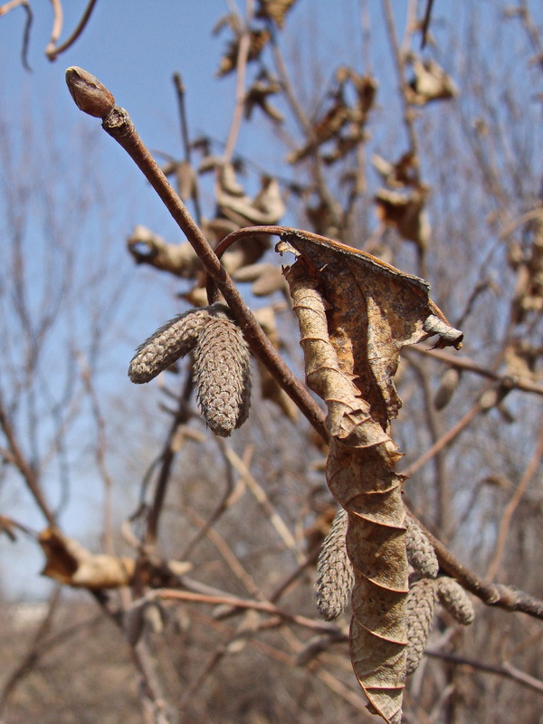 Изображение особи Corylus mandshurica.