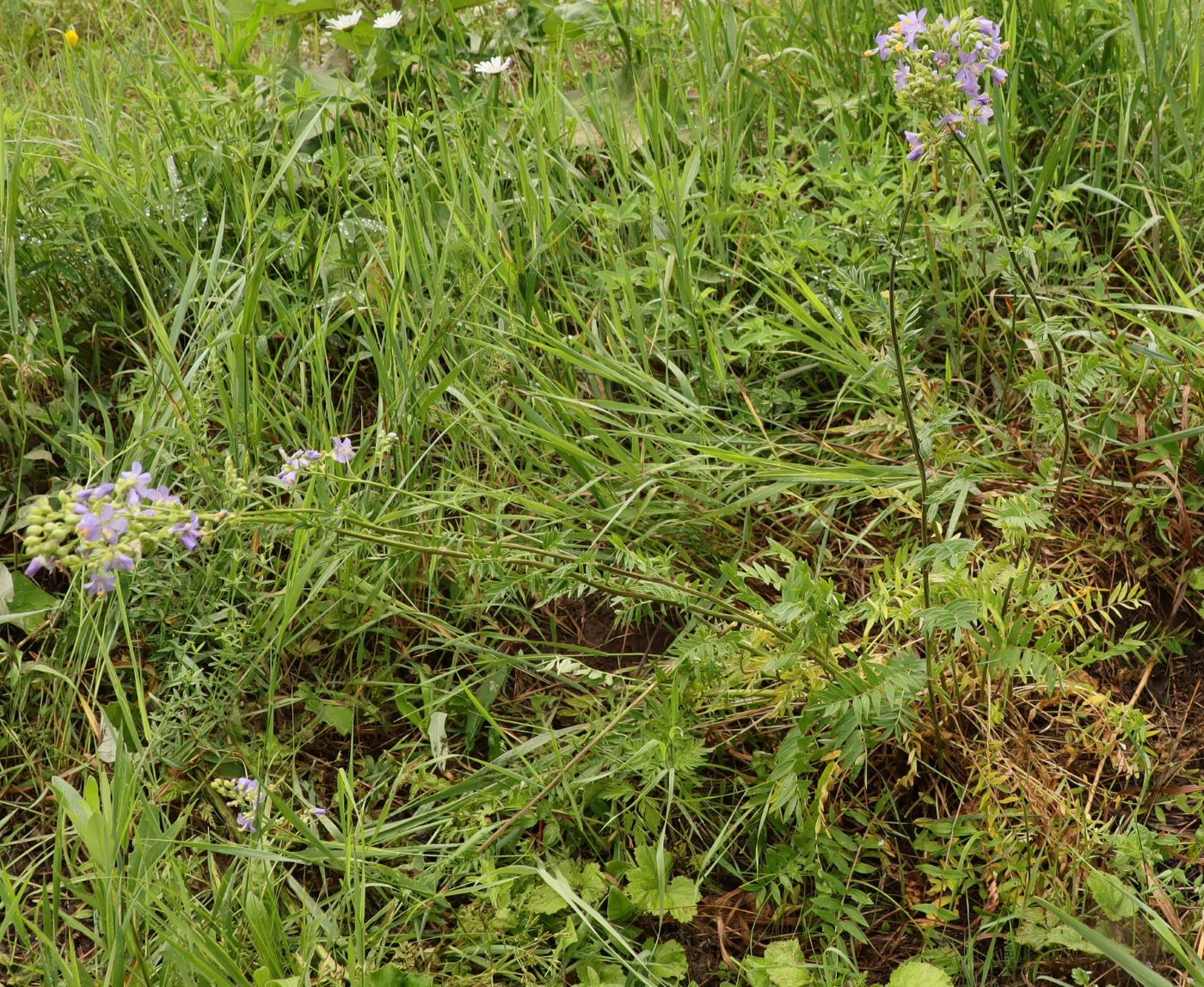 Image of Polemonium caeruleum specimen.