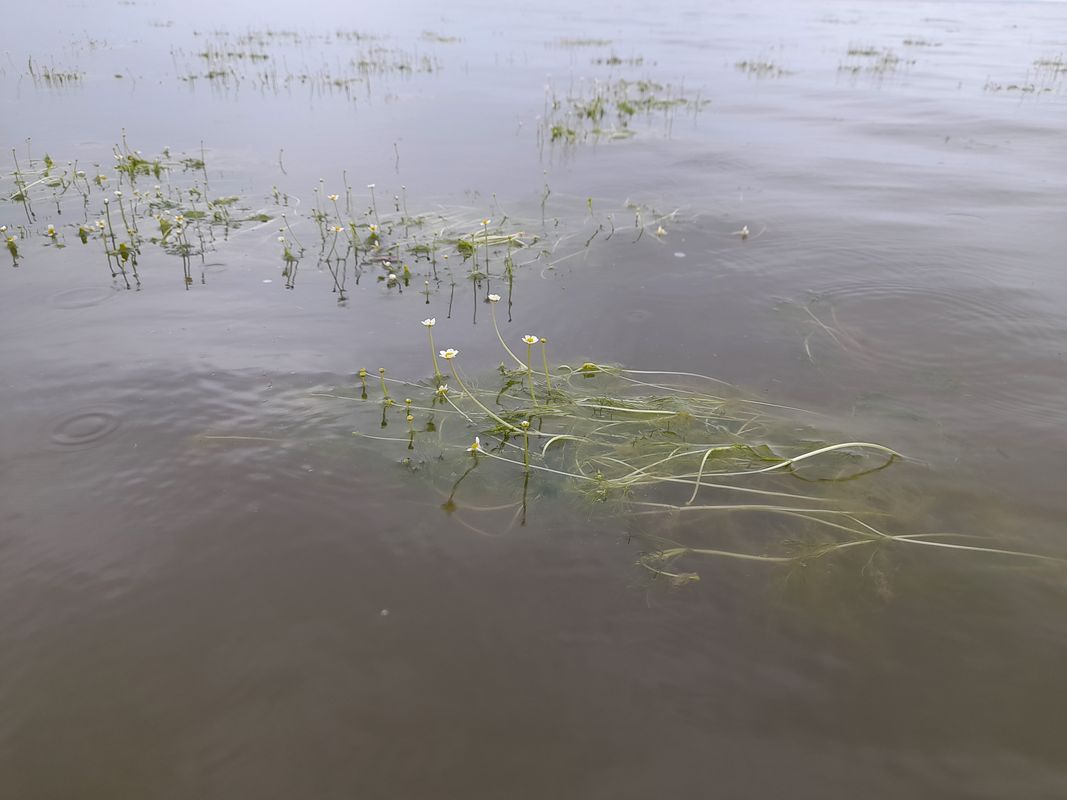 Image of Ranunculus baudotii specimen.