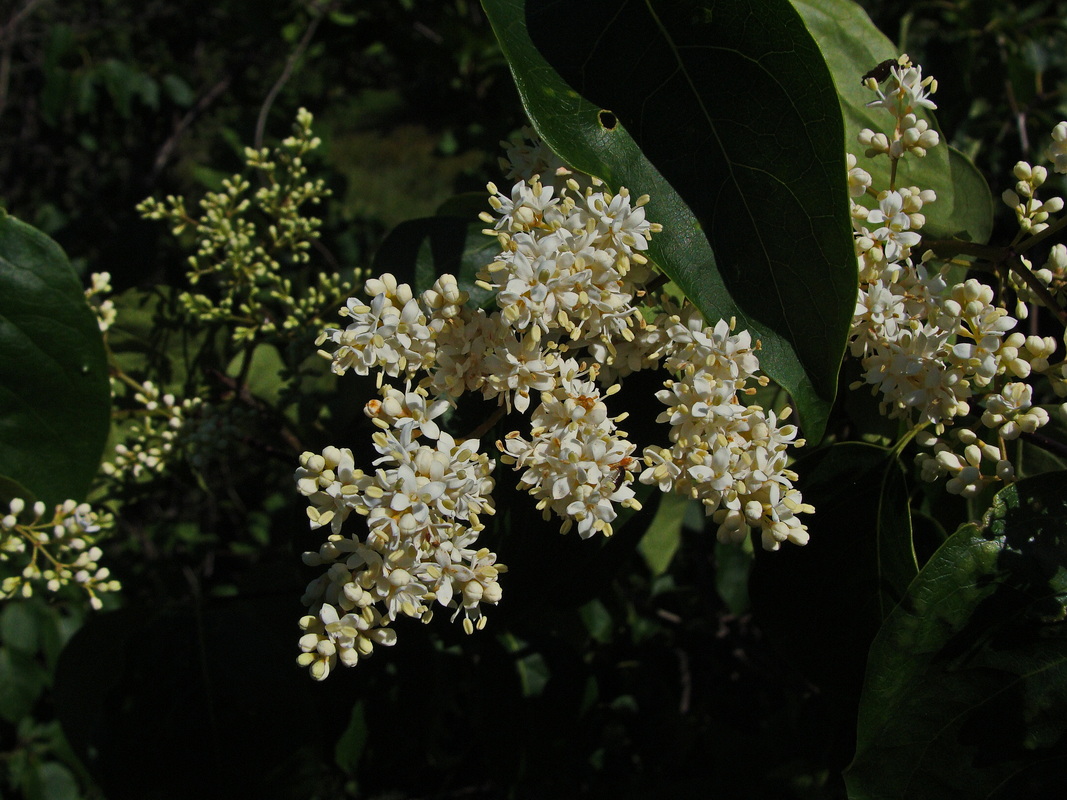 Image of Syringa amurensis specimen.