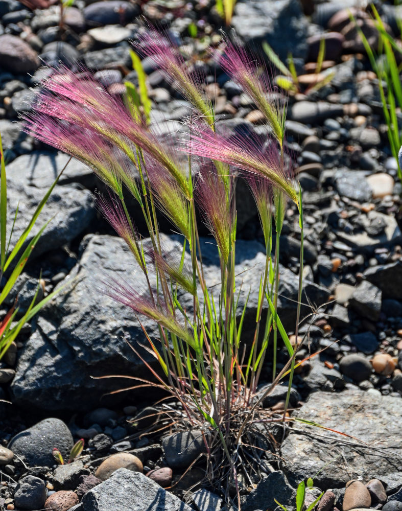 Image of Hordeum jubatum specimen.