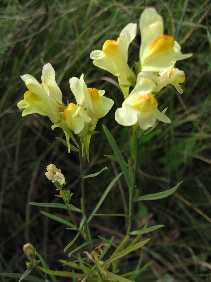 Изображение особи Linaria vulgaris.