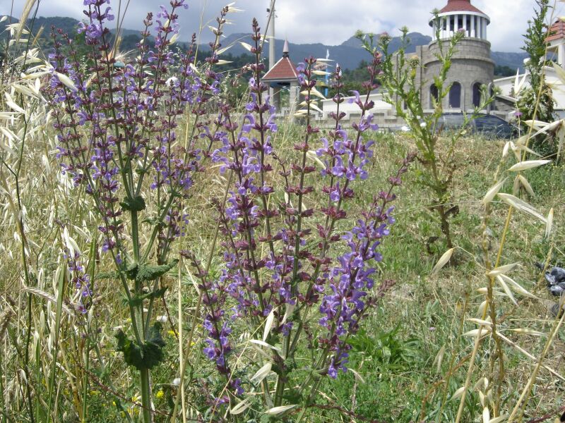 Image of Salvia virgata specimen.