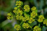 Euphorbia iberica. Соцветия. Грузия, Самцхе-Джавахети, окр. крепости Ацкури, луговой склон. 12.06.2023.