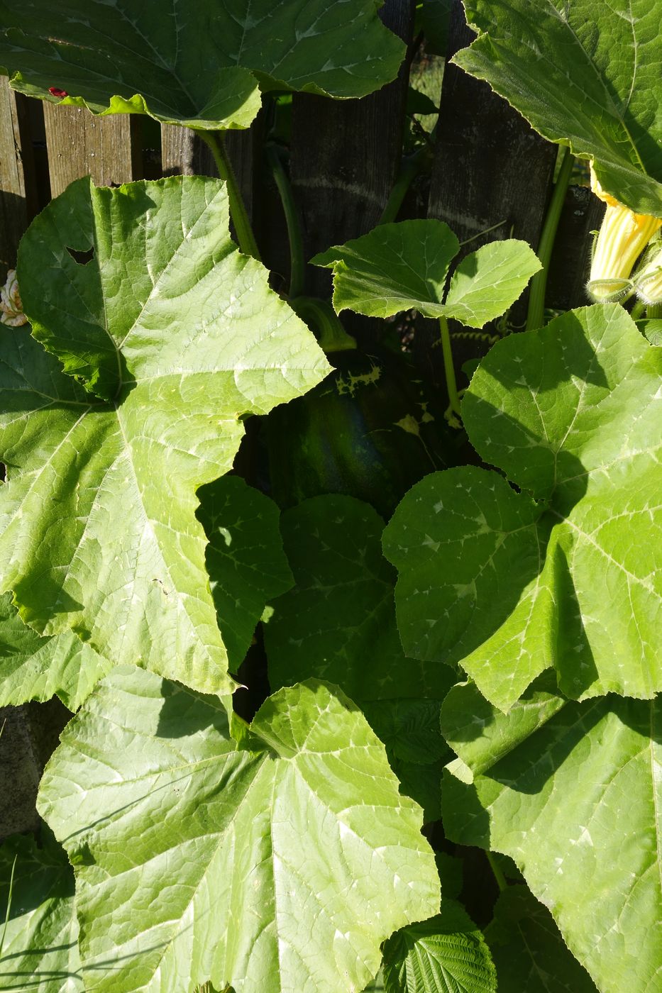 Image of Cucurbita pepo specimen.