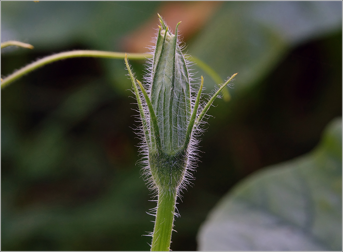 Изображение особи Cucurbita pepo.