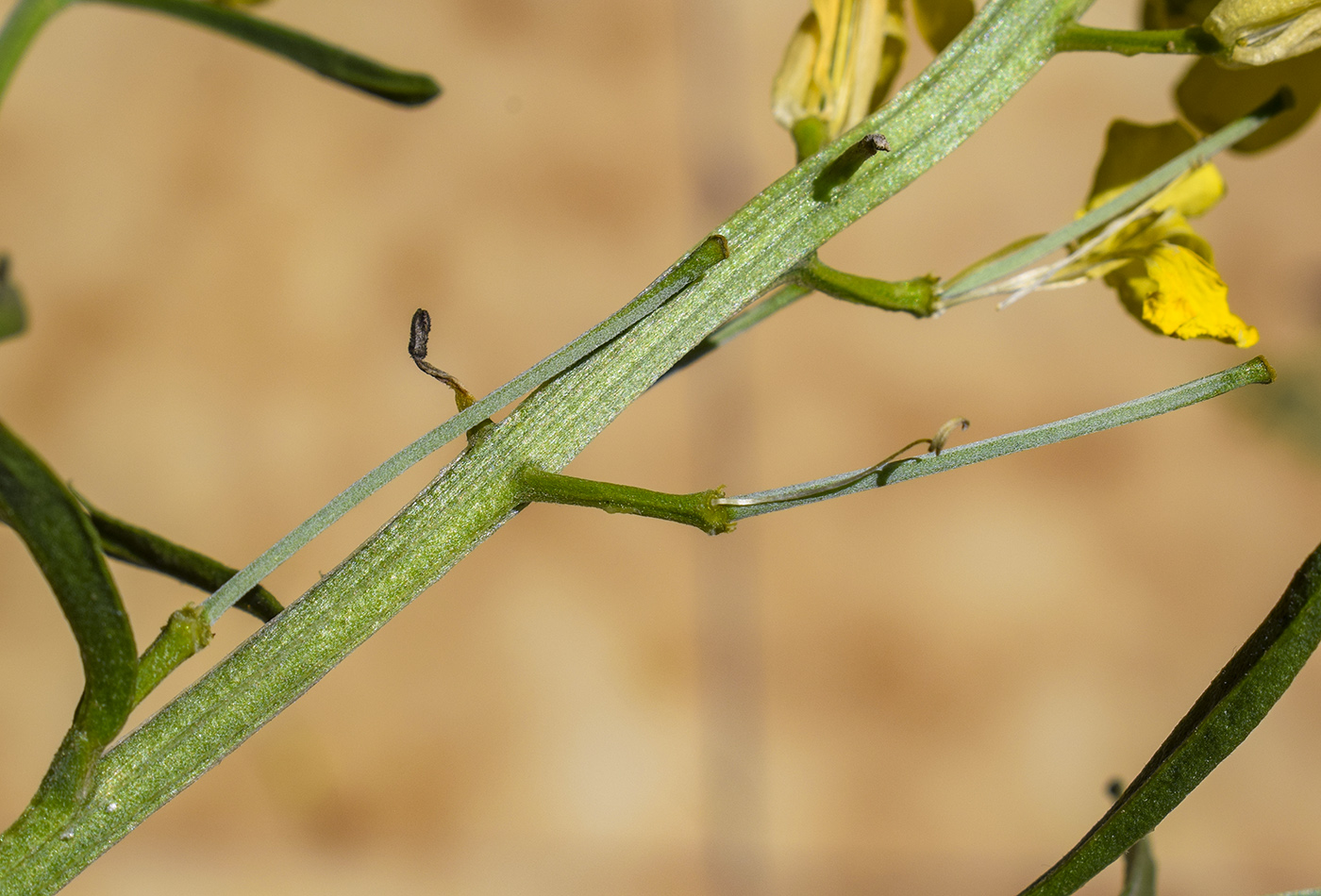 Image of Erysimum ruscinonense specimen.