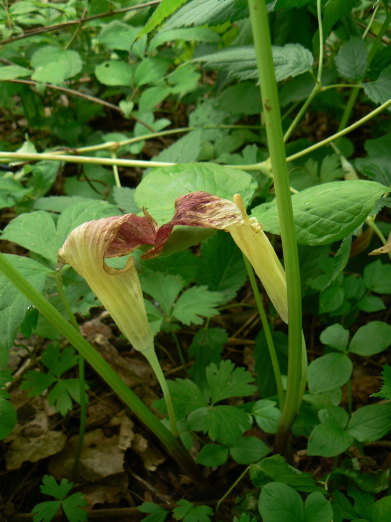 Image of Arisaema amurense specimen.